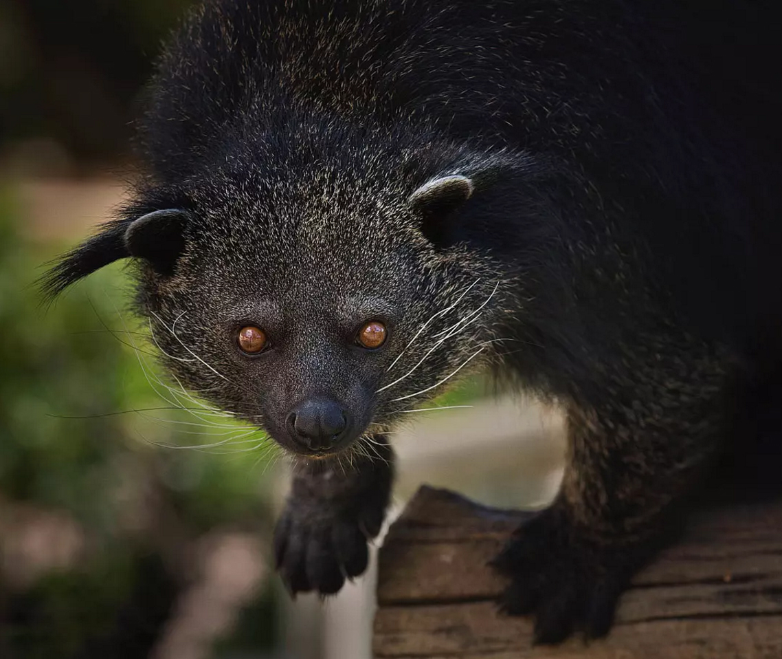 15288866535221.jpg 貍.jpg