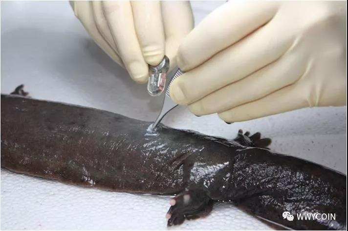 15350780033684.jpg 資本試水區(qū)塊鏈生物科技02.jpg