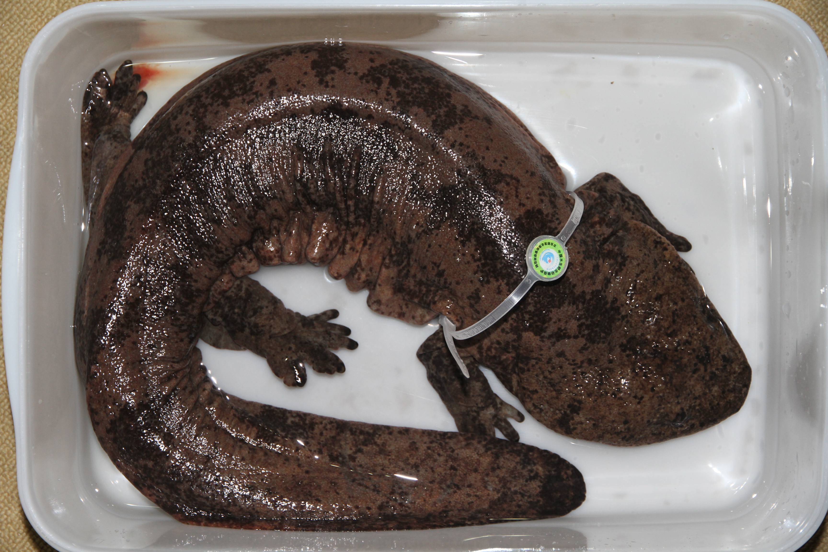 15393147458602.jpg IMG_7232.JPG