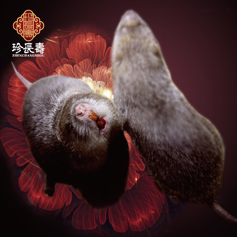 【有機認證】只吃竹子，不是鼠的“鼠”（長生淀基地年產10萬只）