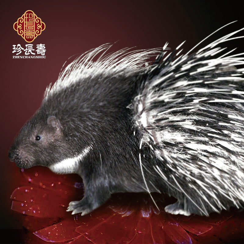 【有機認證】周身是寶，不是豬的“豬”（長生淀基地年產量1萬頭）