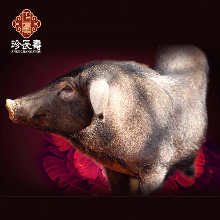 【有機認證】比羊吃草還多的豬，真正的食草豬（長生淀年產3萬頭）